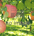 十和田高原リンゴ園