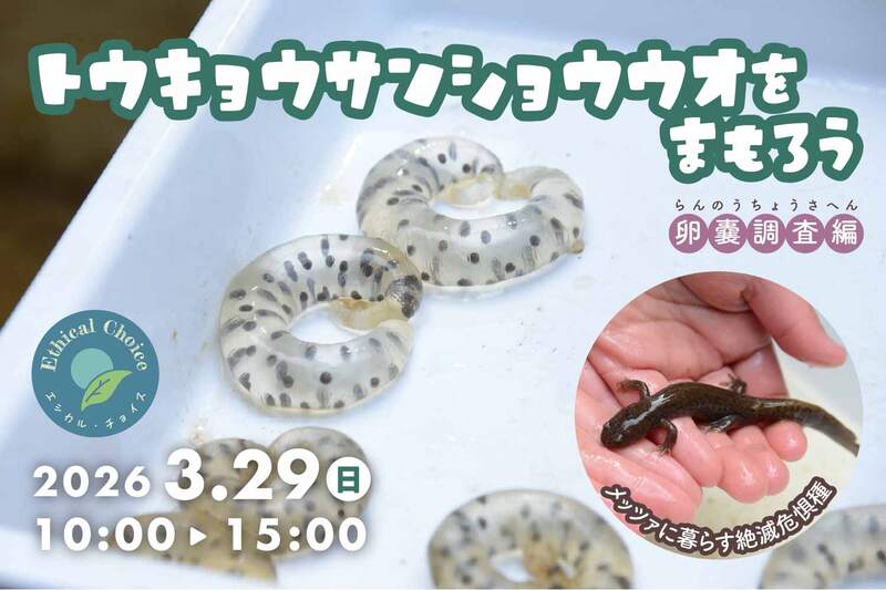 メッツァビレッジにくらすトウキョウサンショウウオをまもろう！