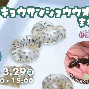 メッツァビレッジにくらすトウキョウサンショウウオをまもろう！