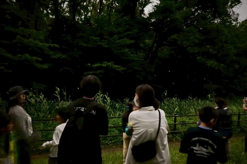 夜のホタル観察会 ～ホタルの光のひみつを見つけにいこう！