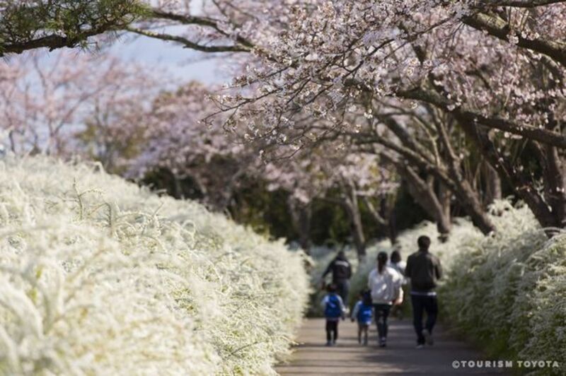 豊田市の桜の名所を紹介！『とよたの桜特集2023』ツーリズムとよたホームページ上にて公開