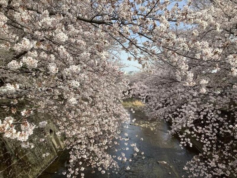  「2024町田さくらまつりウィーク」で春満開！多彩なイベントと桜の魅力を町田で楽しもう