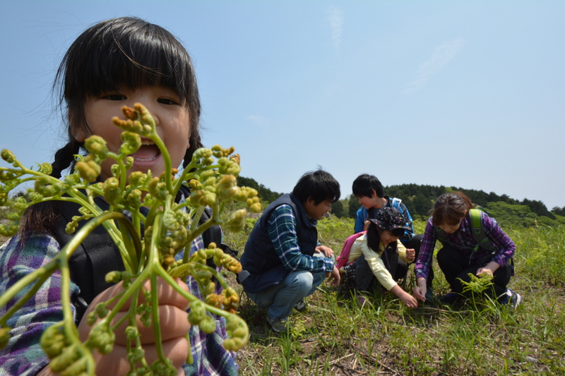 春の息吹を感じる「稲取細野高原 山菜狩り園」開催