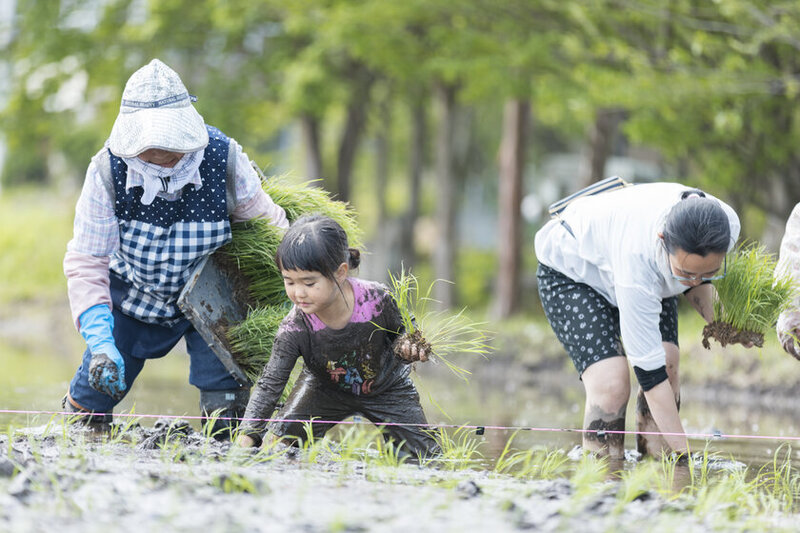 自然体験で「未来につながる環境教室」開催！一緒に田植え・稲刈りを体験しませんか