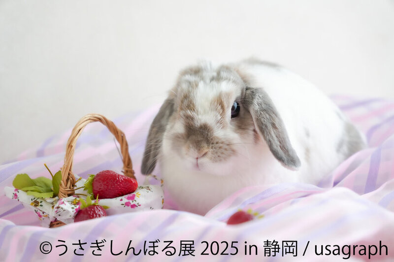 「うさぎしんぼる展 2025 in 静岡」及び「ミニチュアベーカリーの世界展 2025 in 静岡」開催！