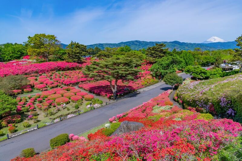 圧巻の花景色！小室山公園つつじ観賞会2025年開催
