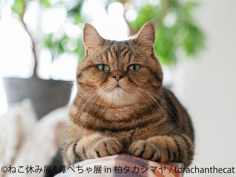 「ねこ休み展」と「鼻ぺちゃ展」が2026年に柏タカシマヤで初の同時開催！