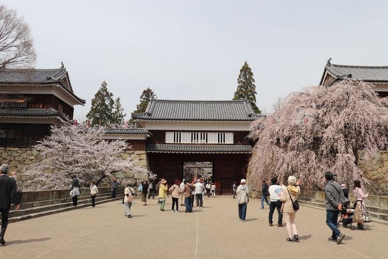 第23回上田城千本桜まつりの開催：春満開の上田城で桜と地域グルメを楽しむ