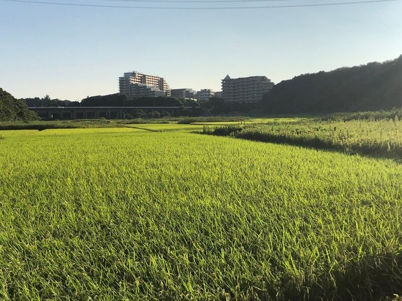 ユーカリが丘、子育て応援プロジェクトで田植え体験プログラムを実施