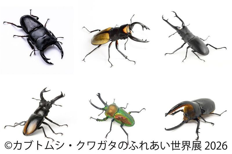世界のカブトムシ・クワガタと触れ合える「ふれあい世界展 2026」、浅草橋で開催