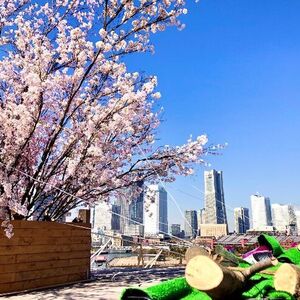 横浜の春を彩る「大さん橋さくら祭り」開催！海と街並みと桜の共演！