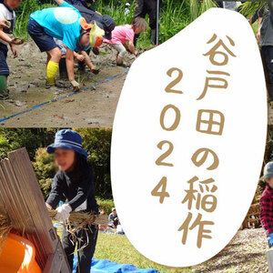 小峰公園で「谷戸田の稲作2024」に家族で参加しよう！
