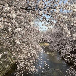  「2024町田さくらまつりウィーク」で春満開！多彩なイベントと桜の魅力を町田で楽しもう