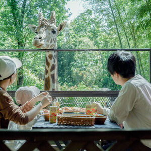 毎年恒例！動物園×グランピングのTHE BAMBOO FOREST　キリンと朝食がとれるオプション 24年度の営業を開始