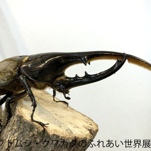 展示作品(1)