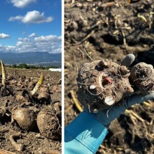 (左)コンニャクイモ収穫風景、(中)新芋、(右)夏のコンニャクイモ畑