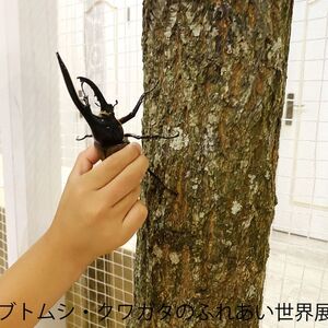 カブトムシ・クワガタのふれあい世界展 展示：ふれあい 1