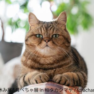 ねこ休み展　展示作品：torachanthecat