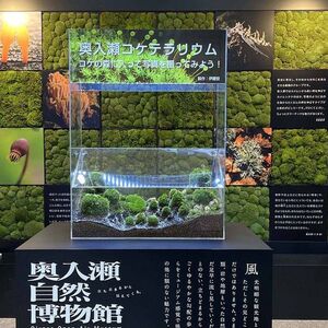 東京・御徒町に奥入瀬の森が出現――移動博物館を期間限定開催