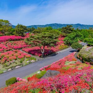 小室山公園つつじ園