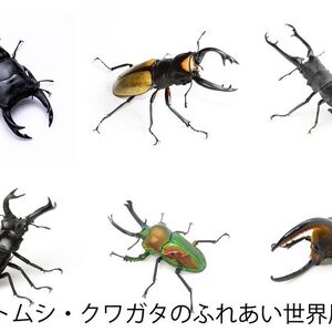 世界のレア昆虫が大集結